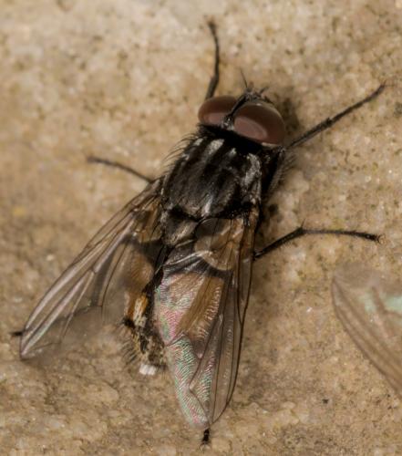Réf. 340 397 : Musca autumnalis
